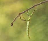 04a_Diapherodes_gigantea_Giant_Lime_Green_Stick_Insect_.jpg