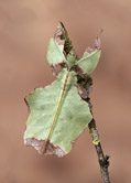 08_Phyllium_giganteum_Giant_Leaf_Insect_.jpg