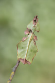 11_Phyllium_giganteum_Giant_Leaf_Insect_.jpg