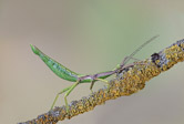 5a_Diapherodes_venestula_Giant_Lime_Green_Stick_Insect_.jpg